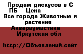 Продам дискусов в С-ПБ. › Цена ­ 3500-4500 - Все города Животные и растения » Аквариумистика   . Иркутская обл.